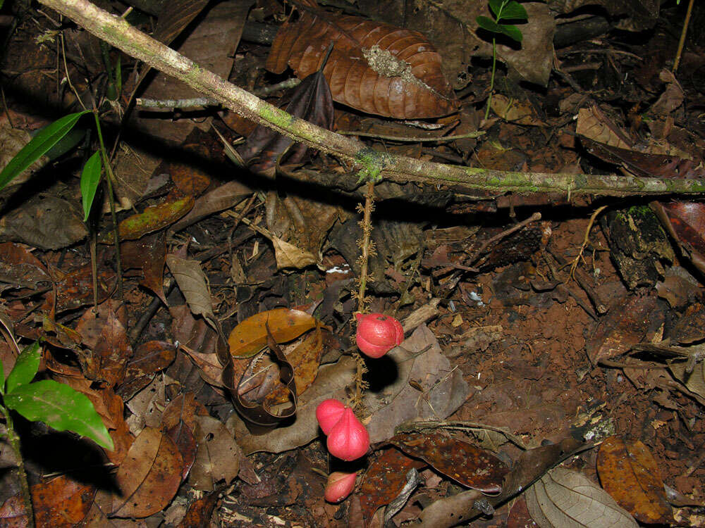 Слика од Paullinia dasystachya L. Radlk.