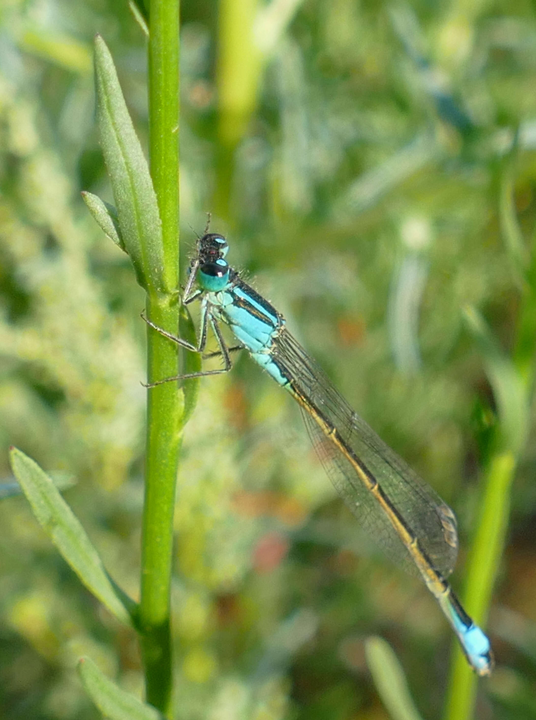 Image of Common Bluetail