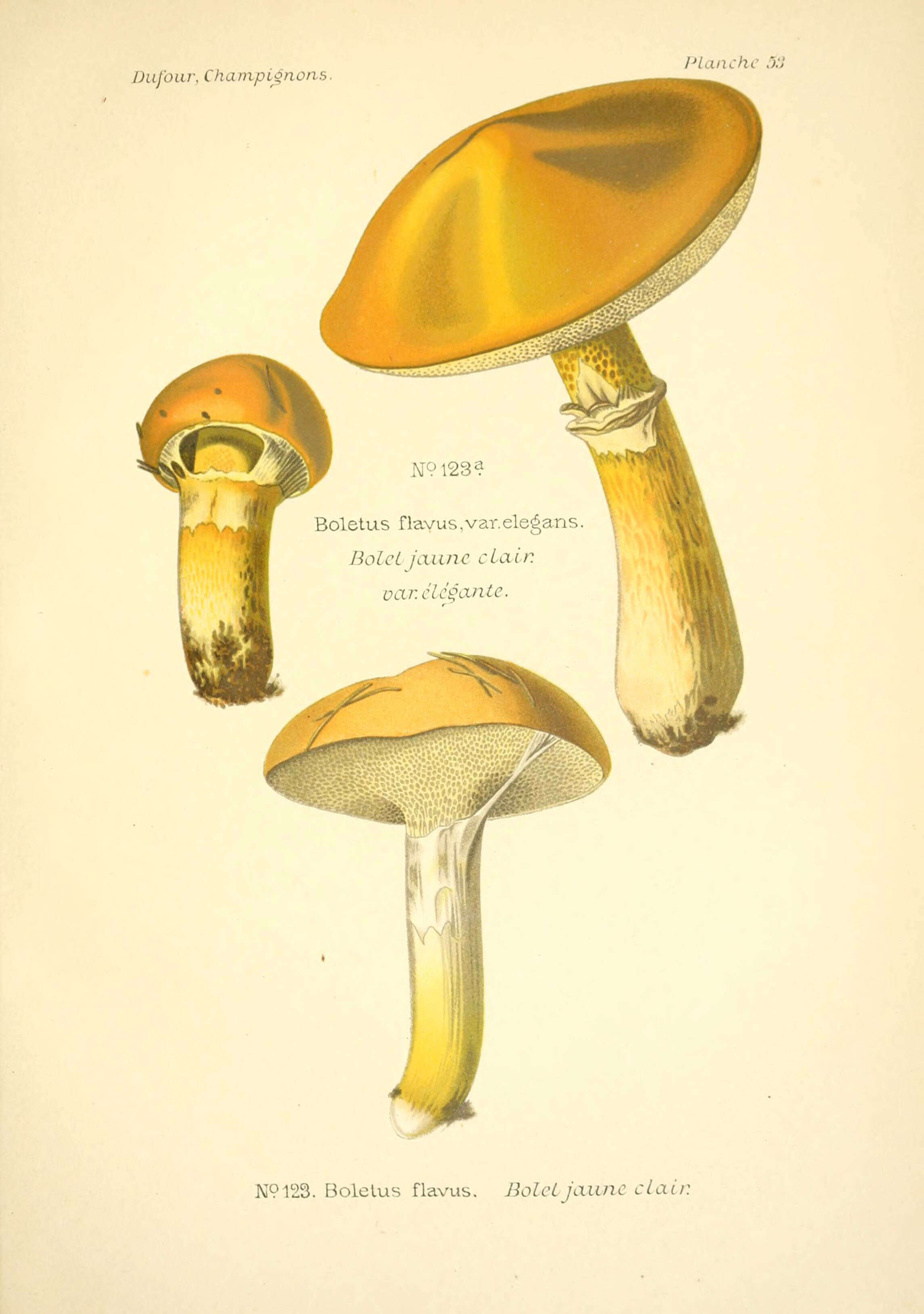 Image of Suillus grevillei (Klotzsch) Singer 1945