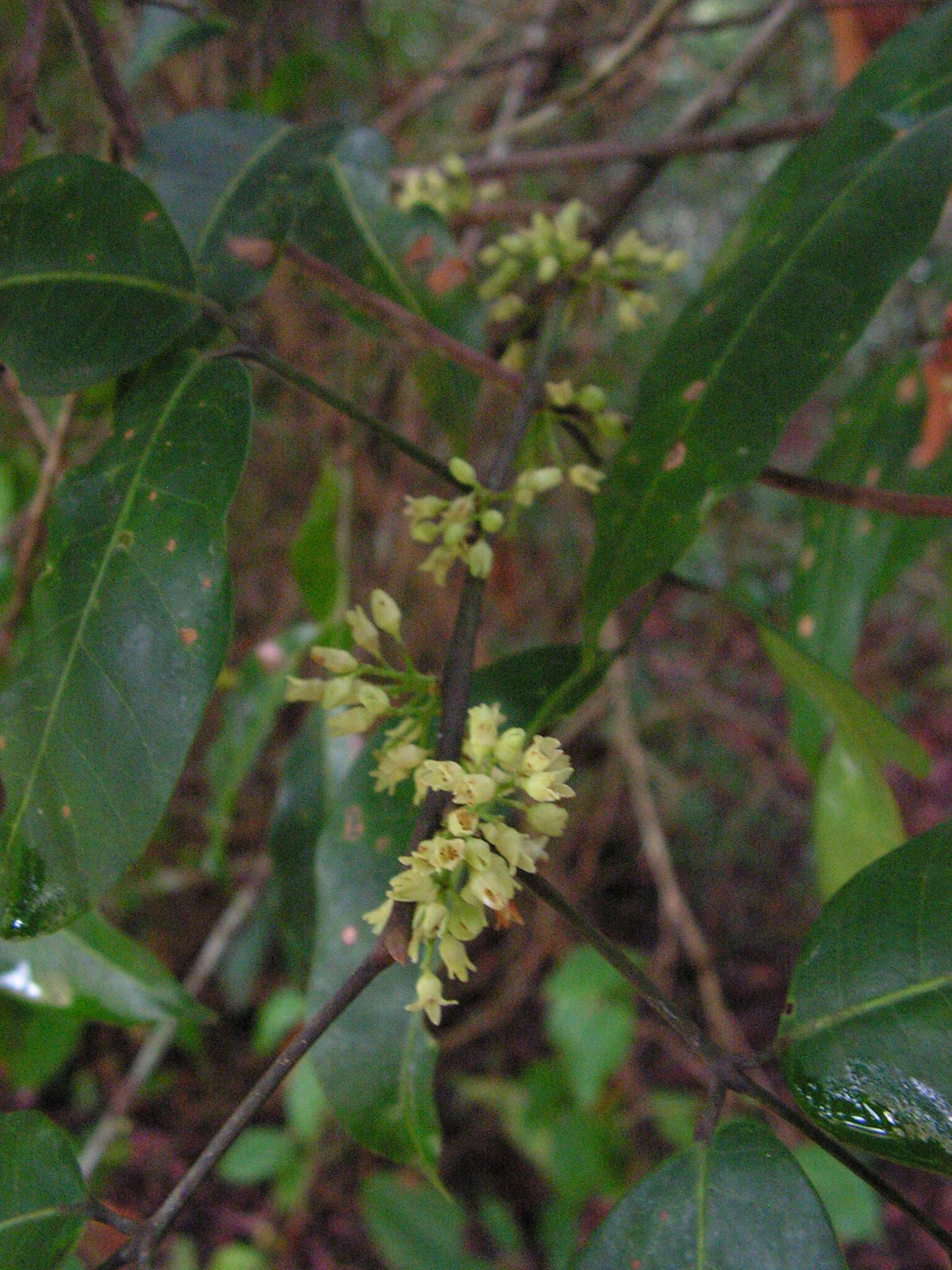 Image of Protium heptaphyllum (Aubl.) March.