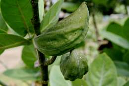 Image of calotropis