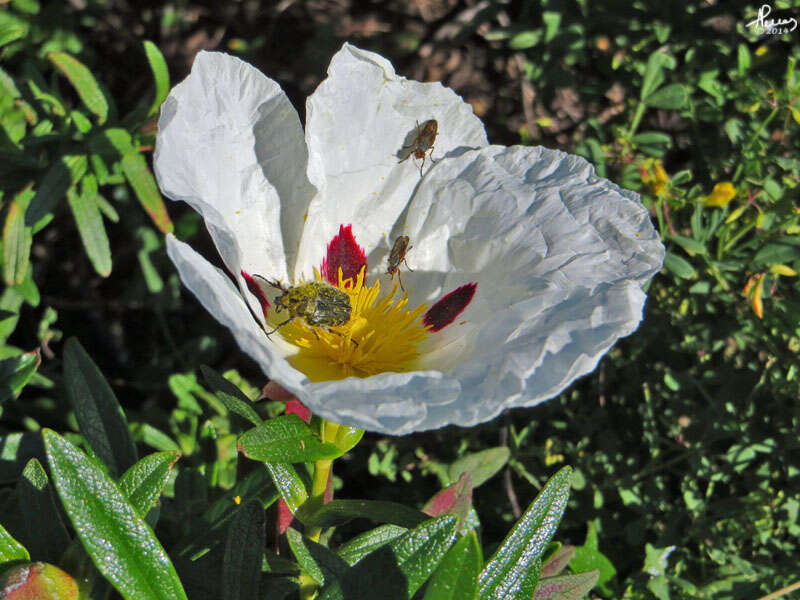 Image of common gum cistus