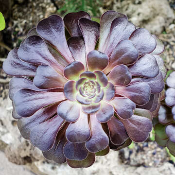 Image of Chandelier plant