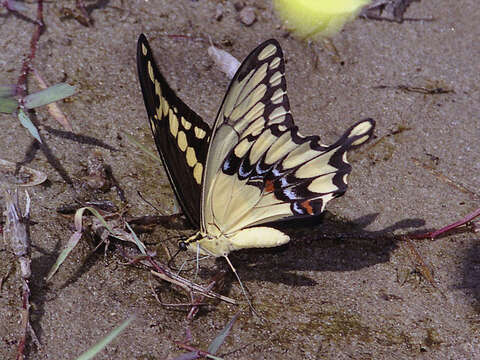 Image of Eastern Giant Swallowtail