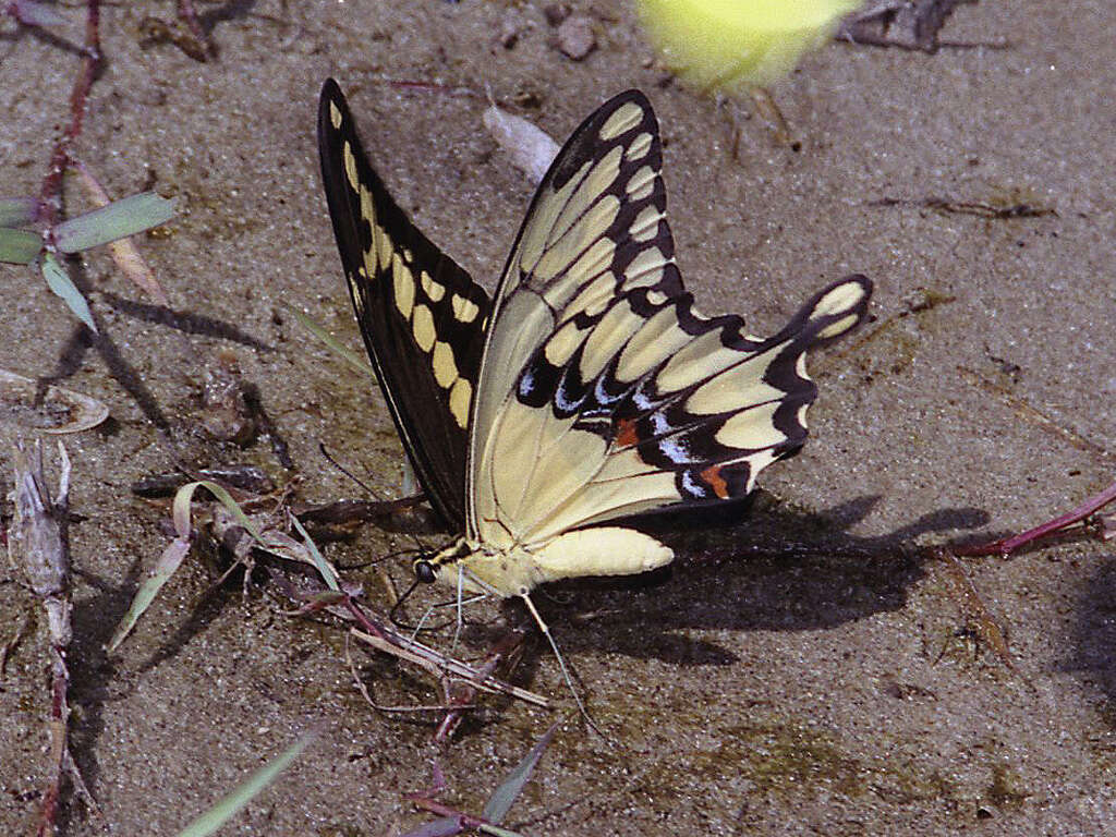 Image of Papilio