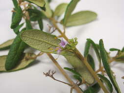 Image of Callicarpa hitchcockii Millsp.