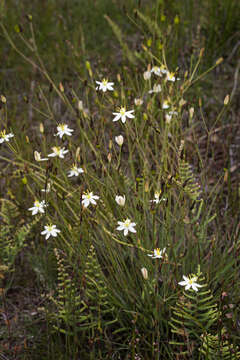 Image of Thelionema caespitosum (R. Br.) R. J. F. Hend.