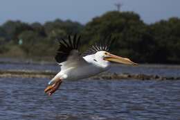 Image of pelicans