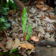 Image of Royal Tongue Fern