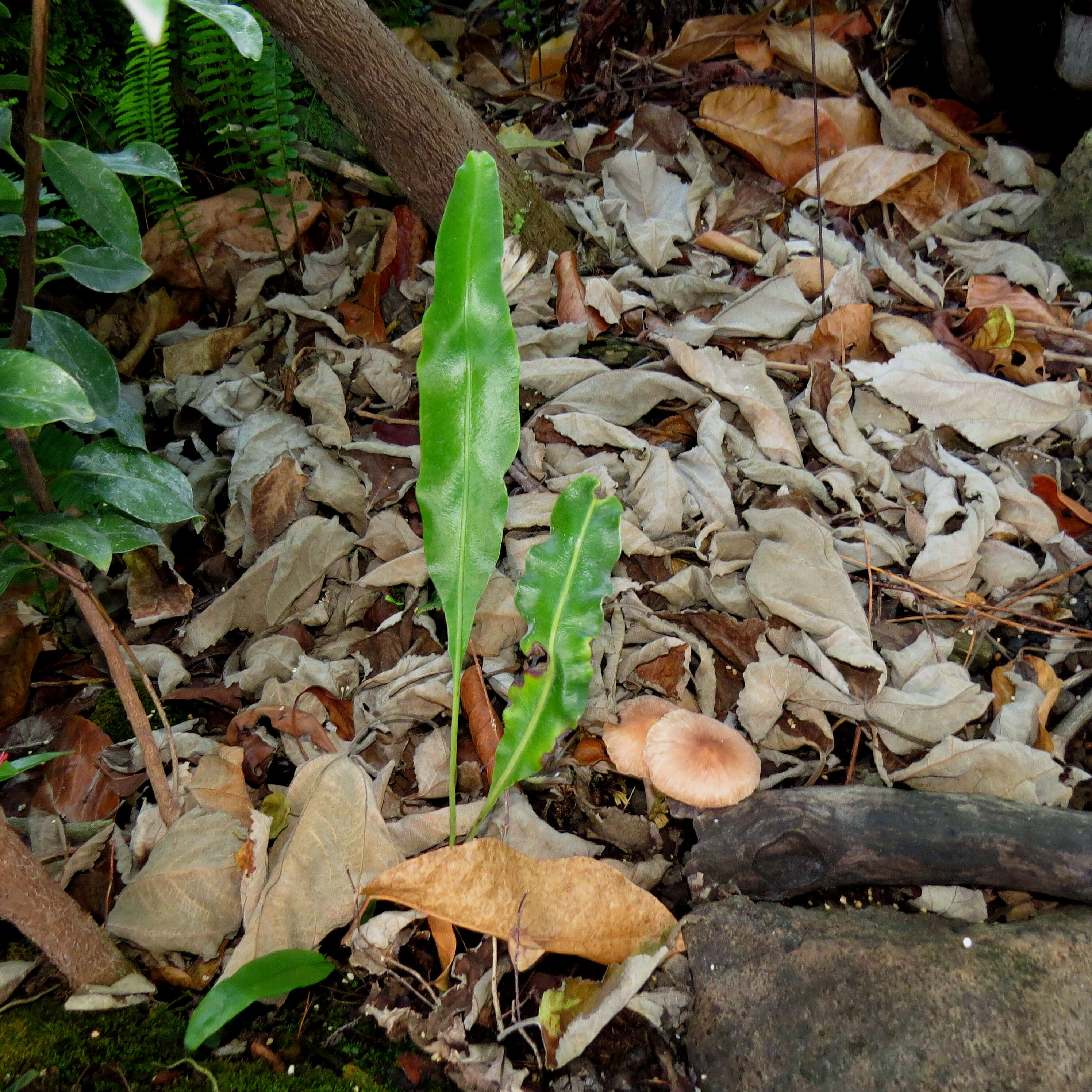 Imagem de Elaphoglossum crassifolium (Gaud.) W. R. Anderson & Crosby