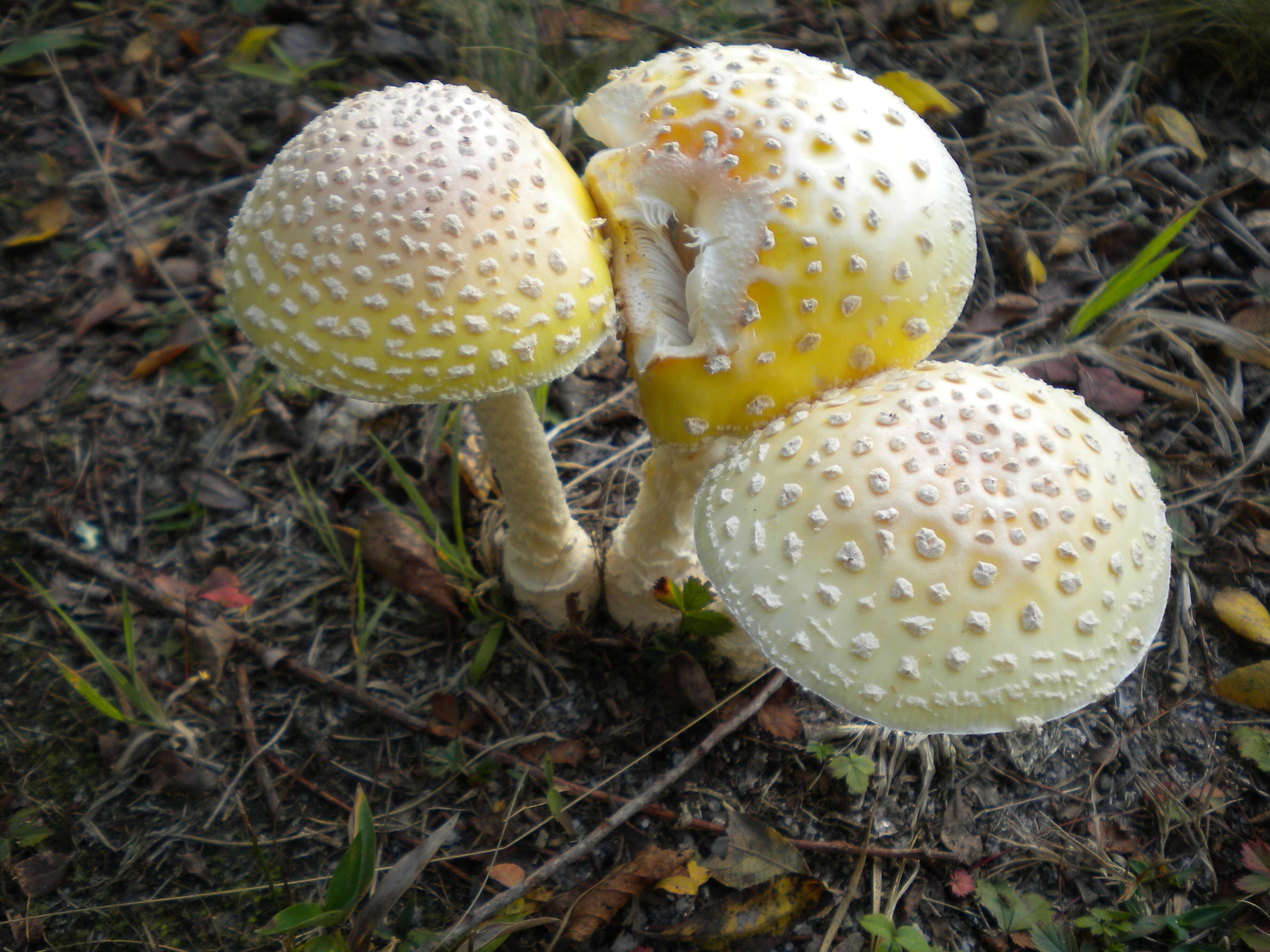 Image of Amanita