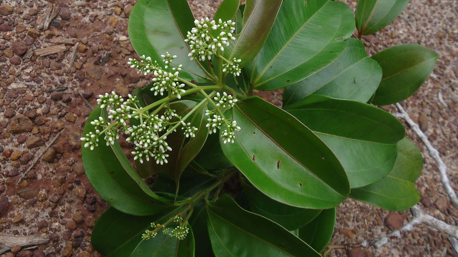 Miconia cinnamomifolia (DC.) Naud.的圖片