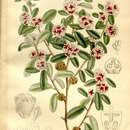 Image of Taxandria marginata (Labill.) J. R. Wheeler & N. G. Marchant