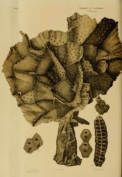 Image de Adeonoidea Busk 1884