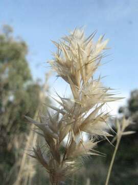 Plancia ëd Rytidosperma geniculatum (J. M. Black) Connor & Edgar