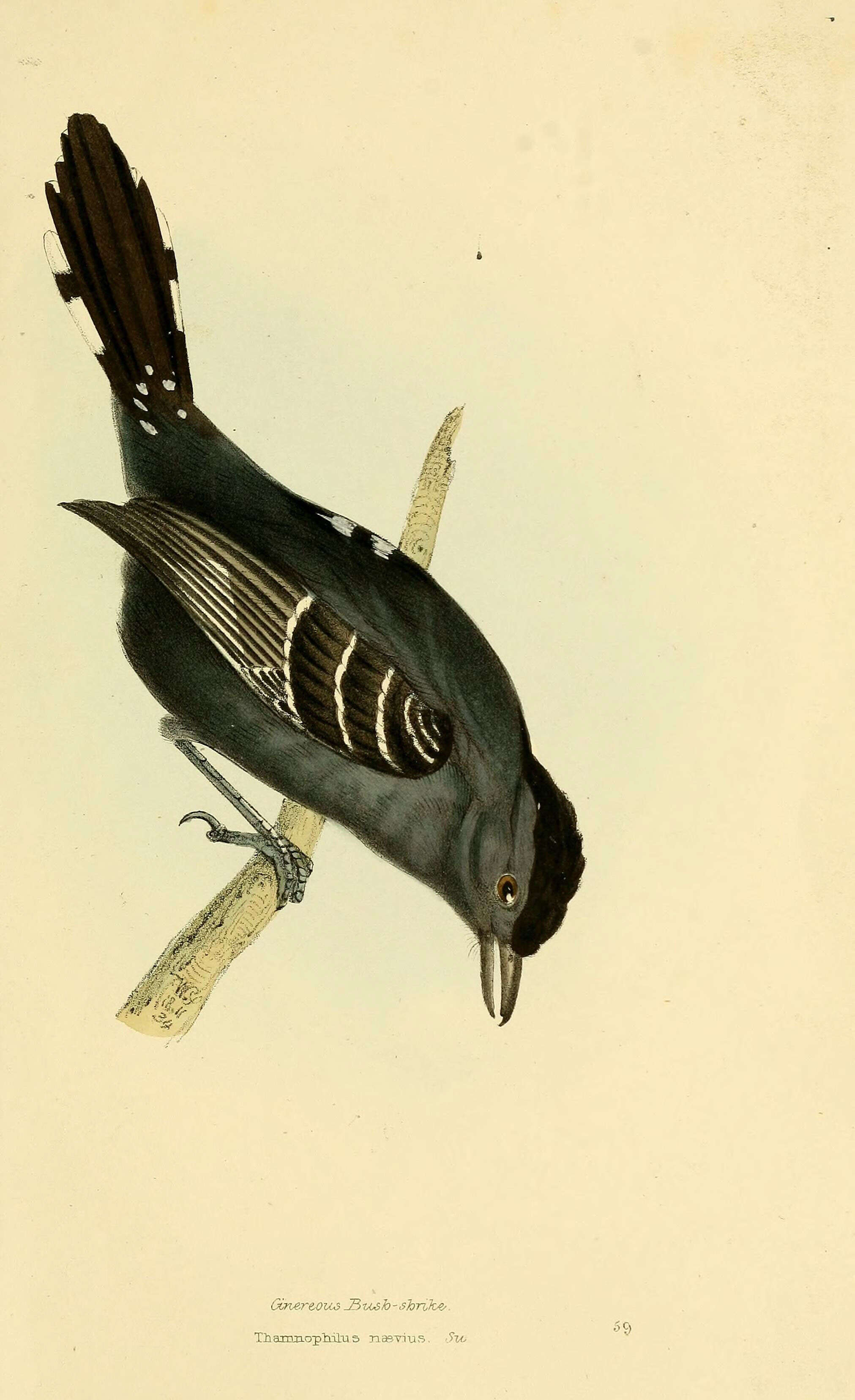 Image de Thamnophilus Vieillot 1816