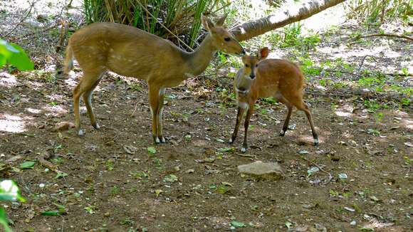 Image of Bushbuck