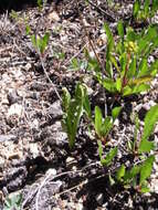 Image of reflected grapefern