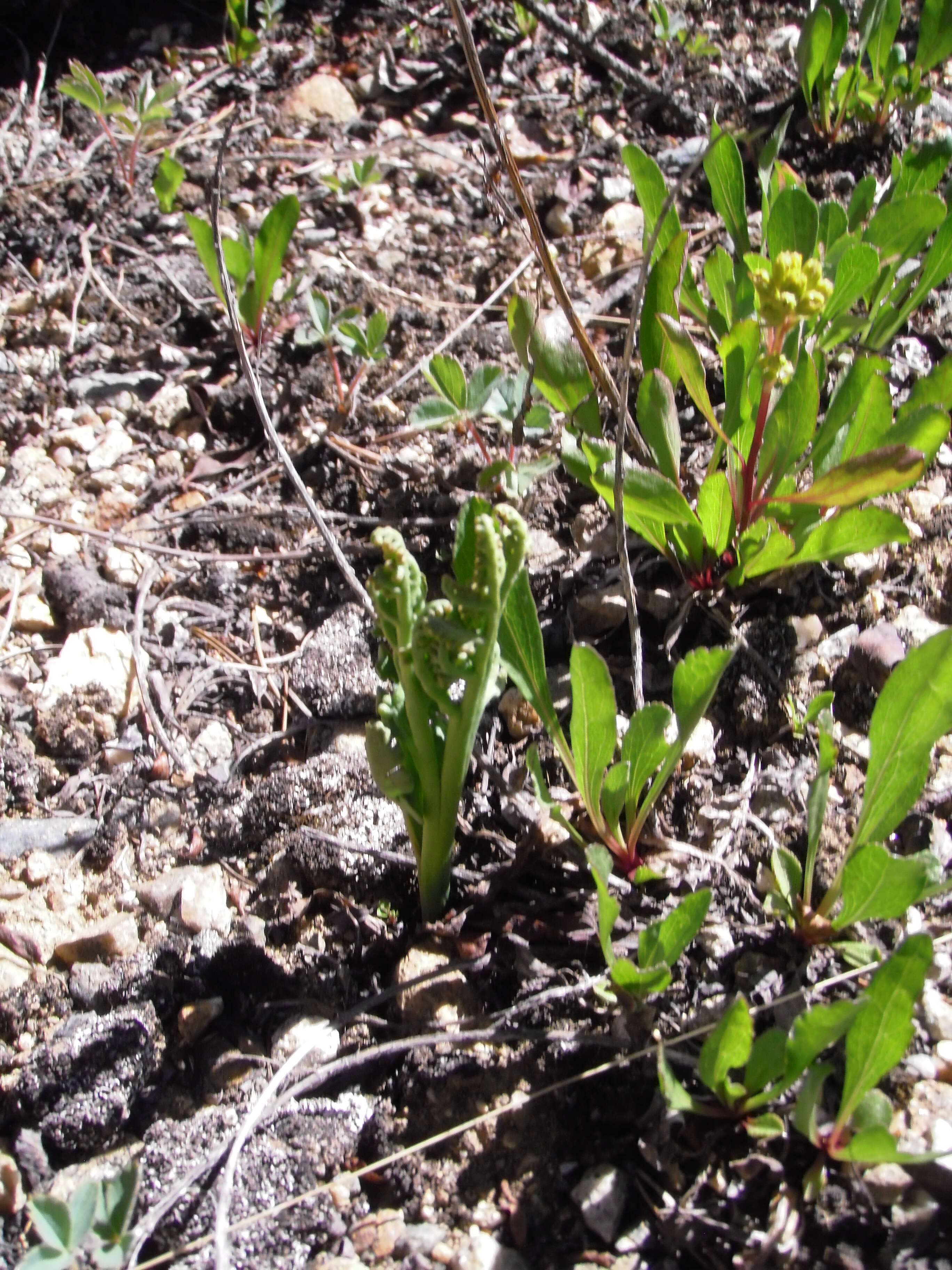 Image of reflected grapefern