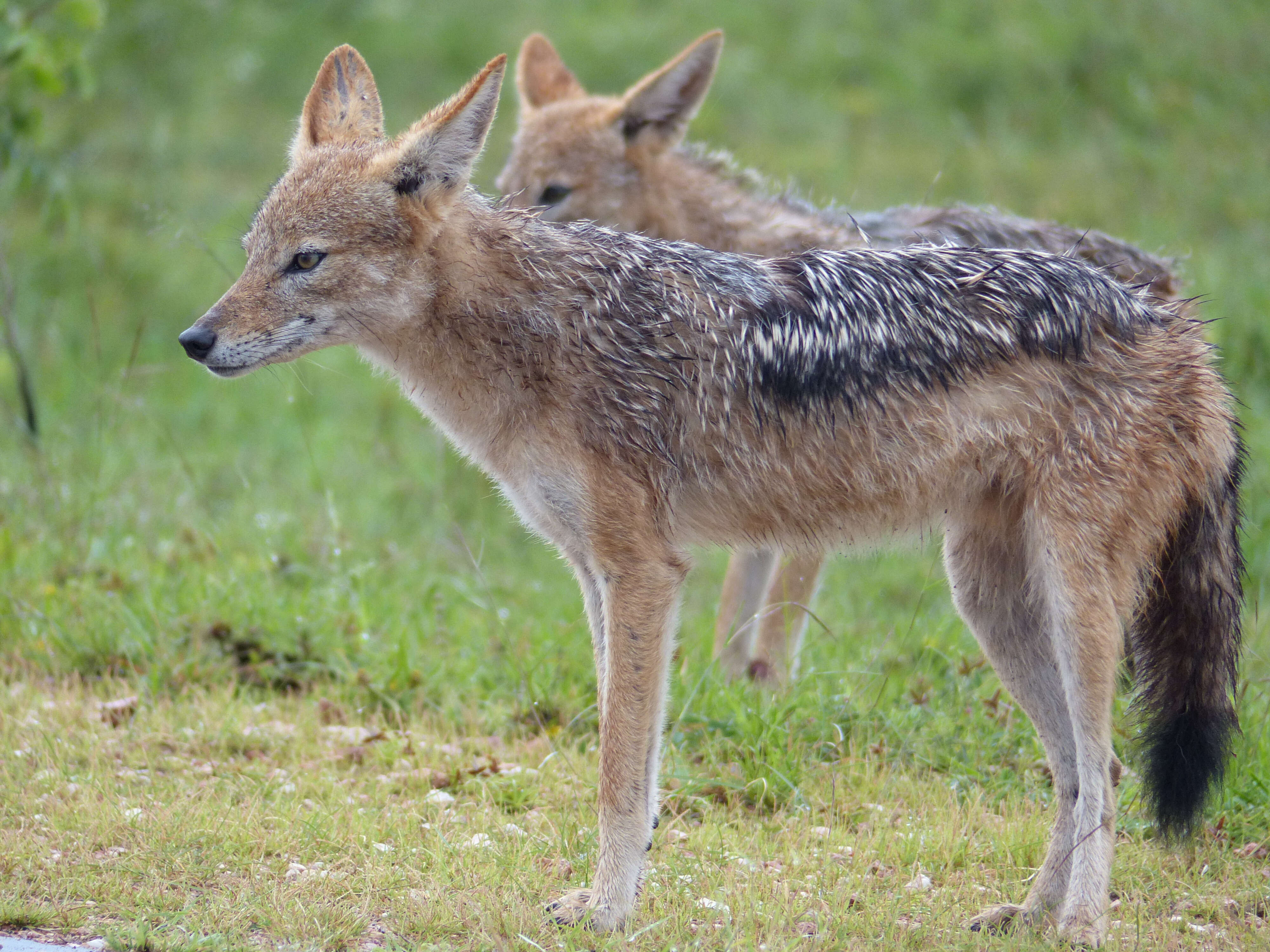 Image of coyote