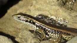 Image of Eastern Water Skink