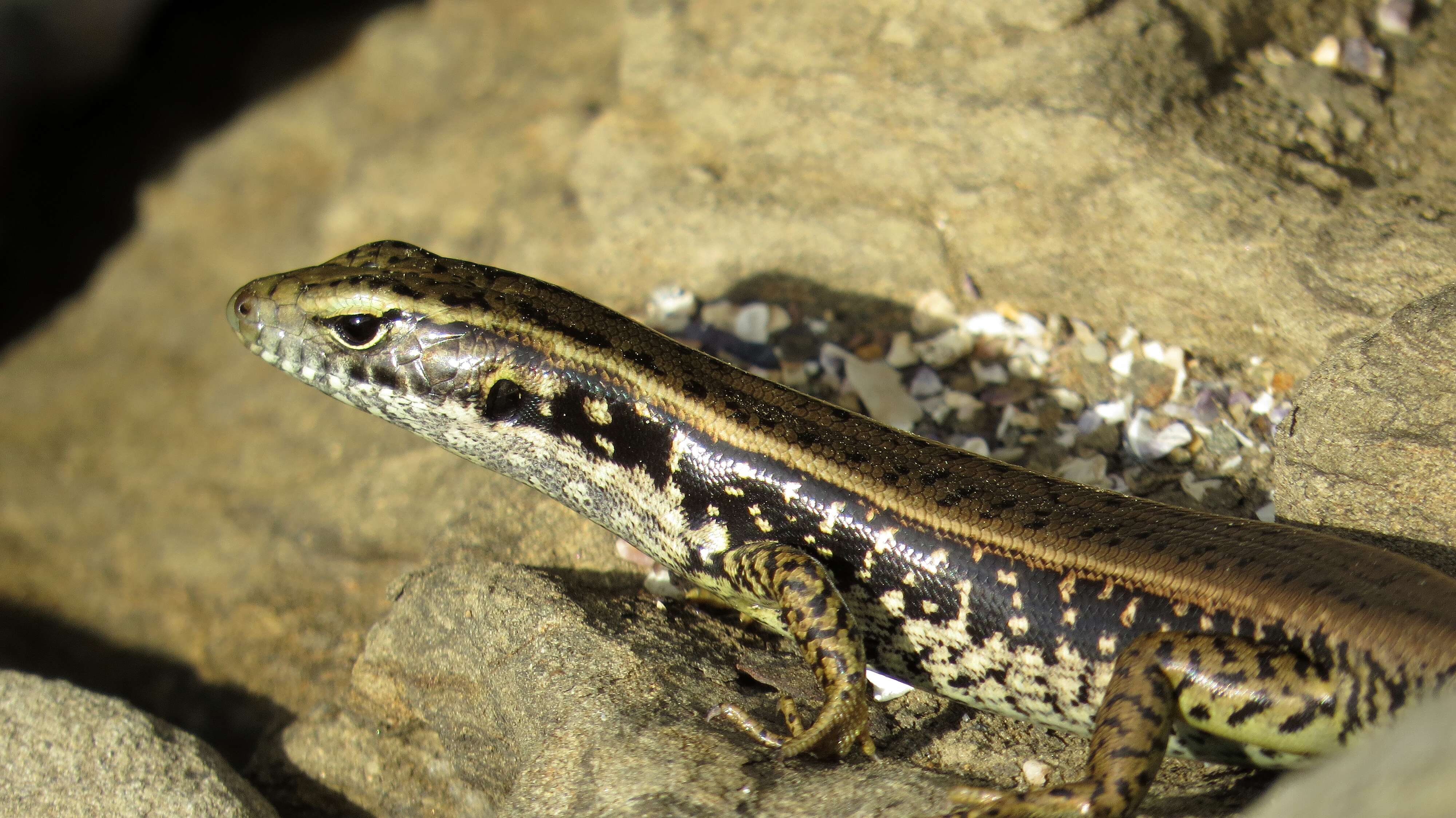 Image of water skink