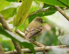 Image of Acadian Flycatcher