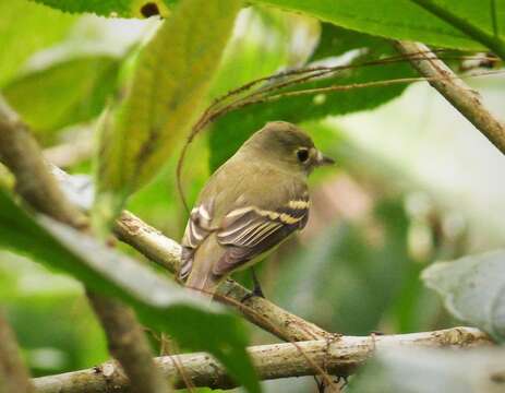 Image of Empidonax Cabanis 1855