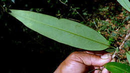 Image of Erythroxylum nobile O. E. Schulz