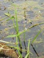 Image of Sagittaria