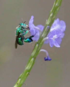 Image of Typical Orchid Bees