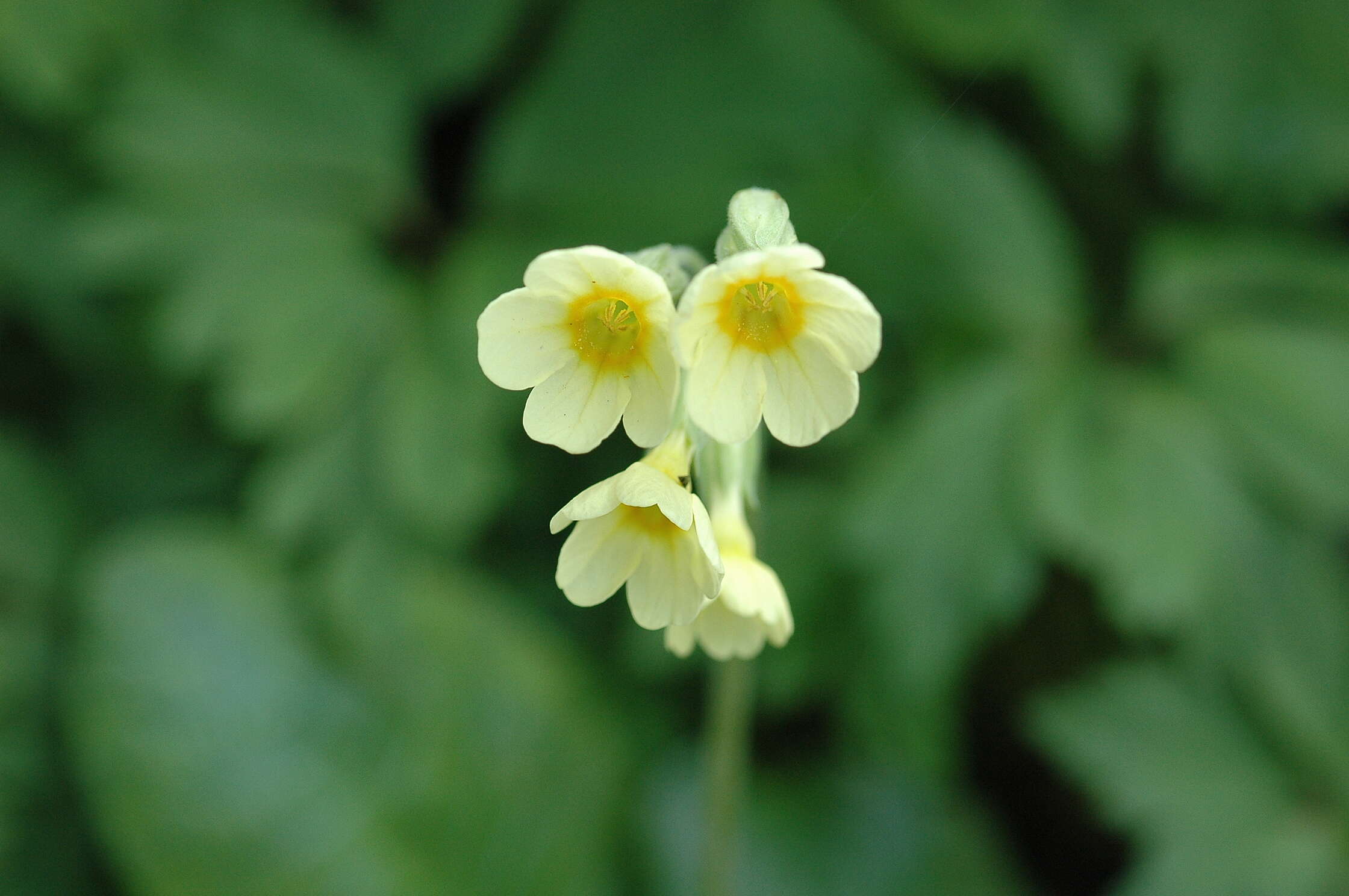 Image of cowslip