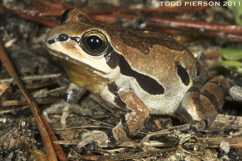 Image of Chorus Frogs