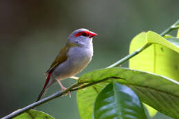 Image of Red-browed Finch