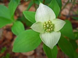 Image of bunchberry dogwood