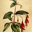Image of Fuchsia coccinea Soland. ex Ait.