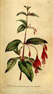 Image of Fuchsia coccinea Soland. ex Ait.