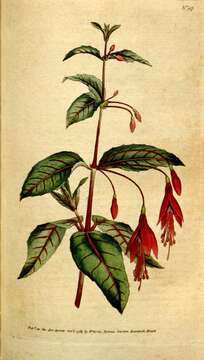 Image of Fuchsia coccinea Soland. ex Ait.