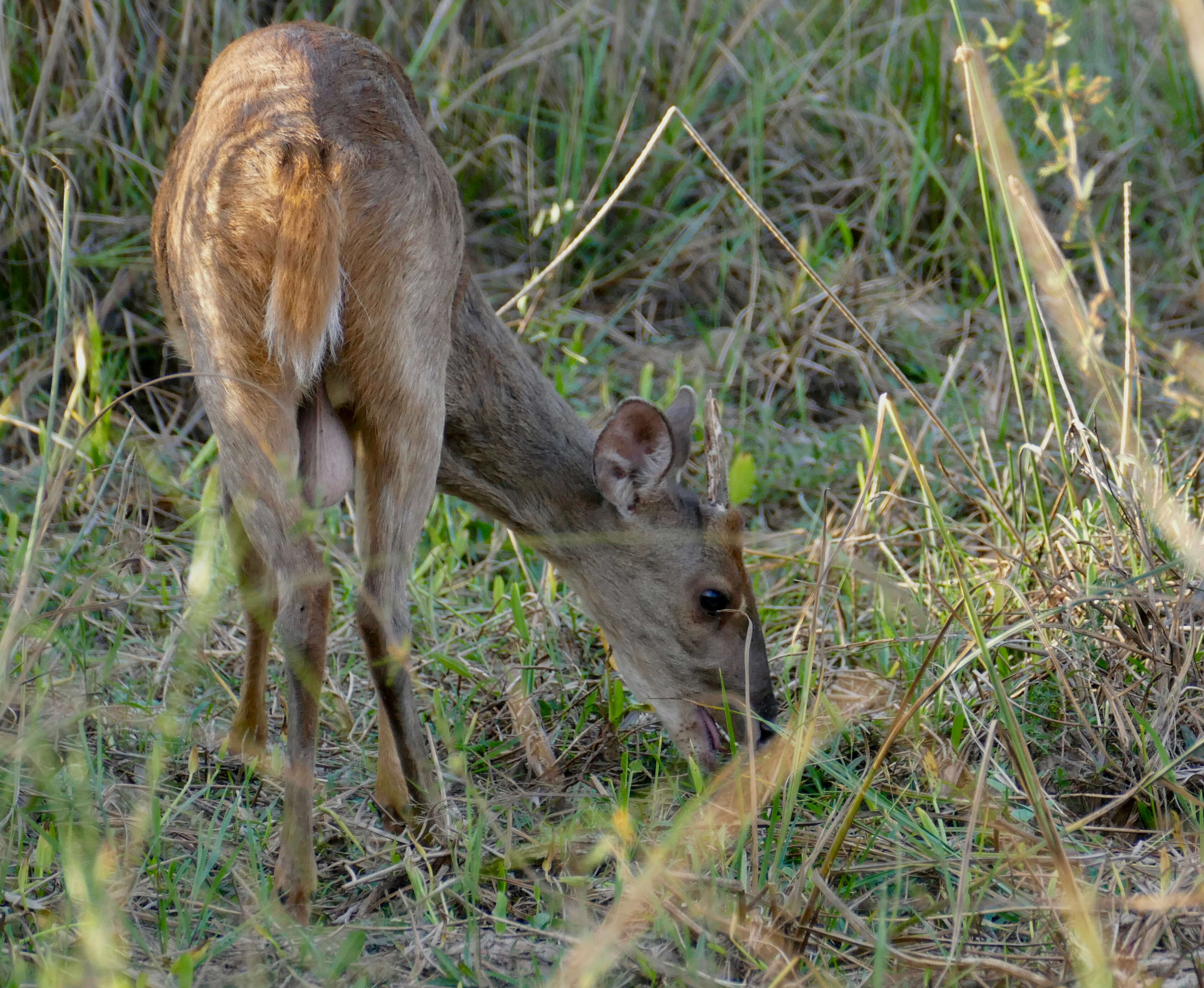 Image of Brocket Deer sp.