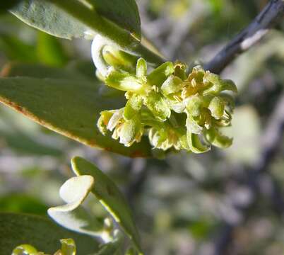 Image of jojoba family