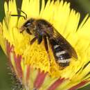 Image of Sweat bee