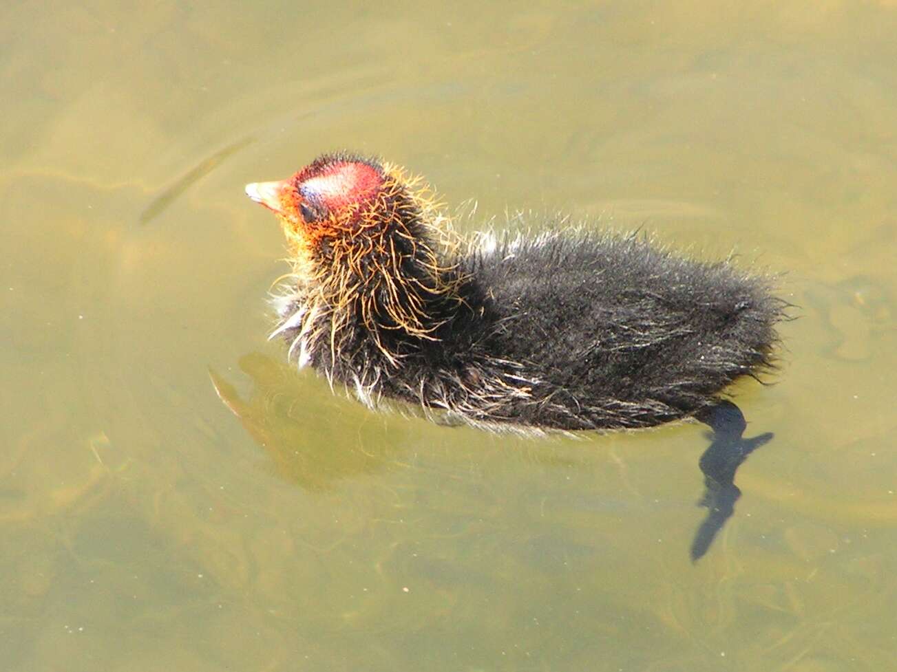 Image of Fulica Linnaeus 1758