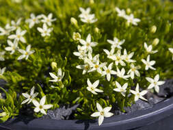 Image of Stackhousia pulvinaris F. Müll.