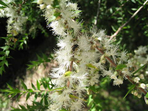 صورة Melaleuca styphelioides Sm.