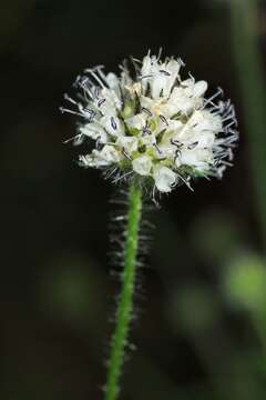 Image of small teasel