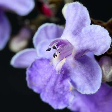 Image of Vitex polygama Cham.