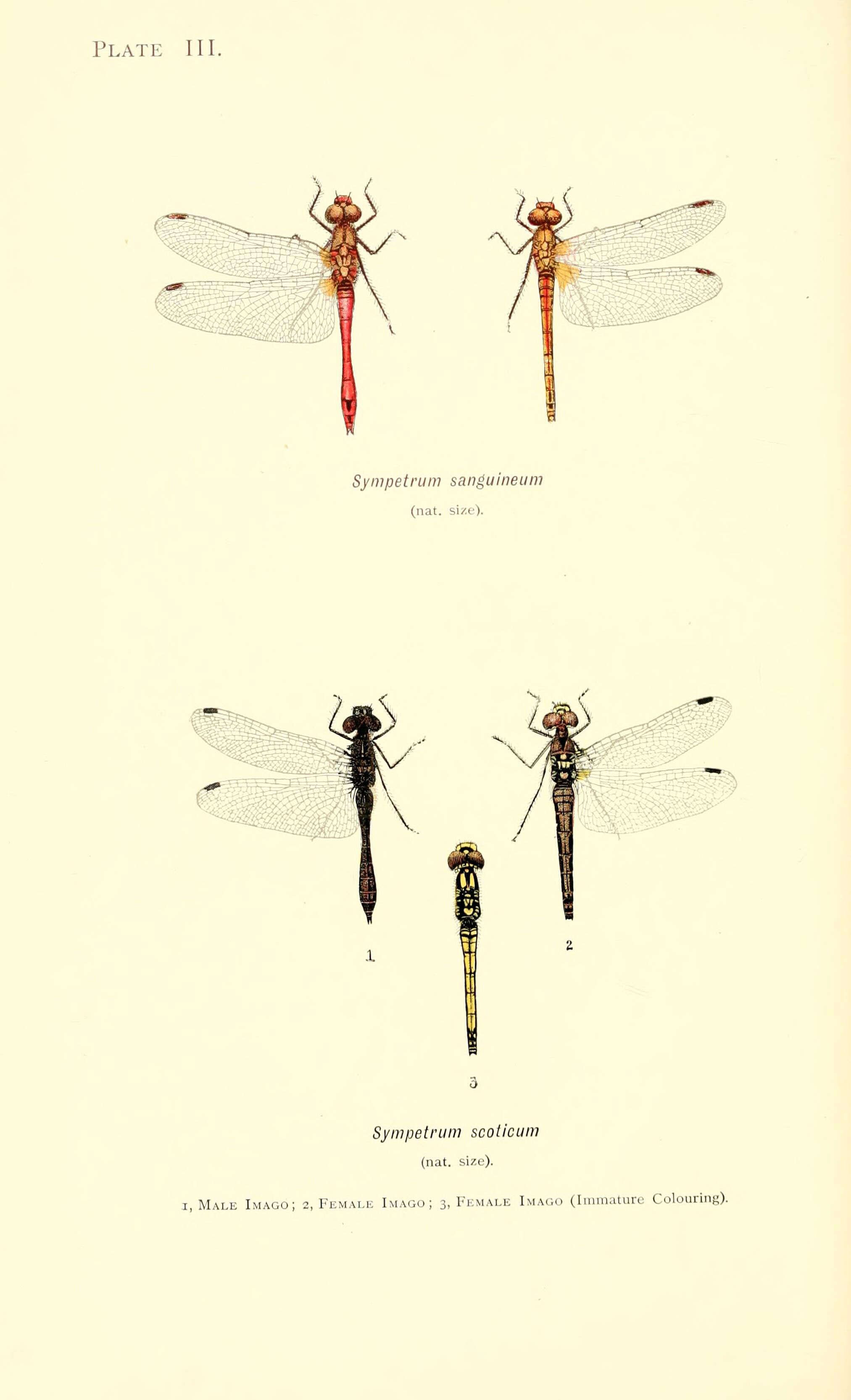 Imagem de Sympetrum Newman 1833