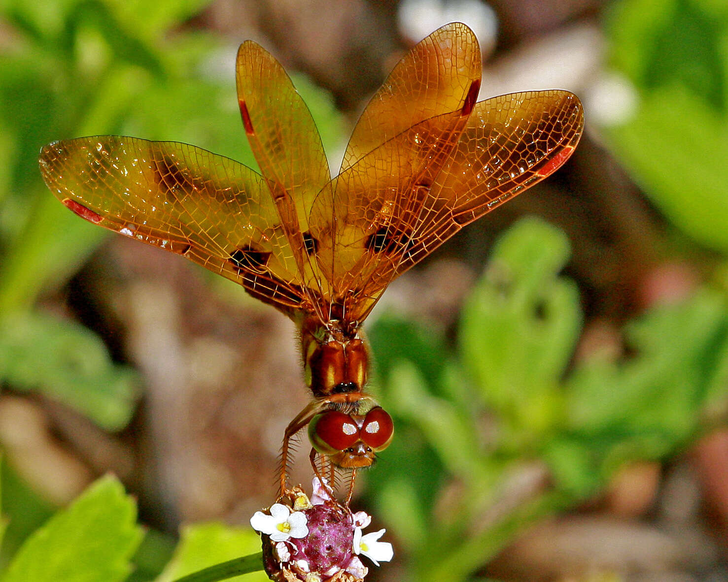 Image of Eastern Amberwing