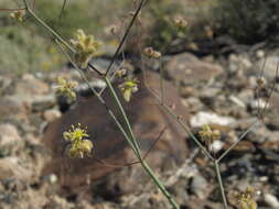 Imagem de Eriogonum inflatum Torr.