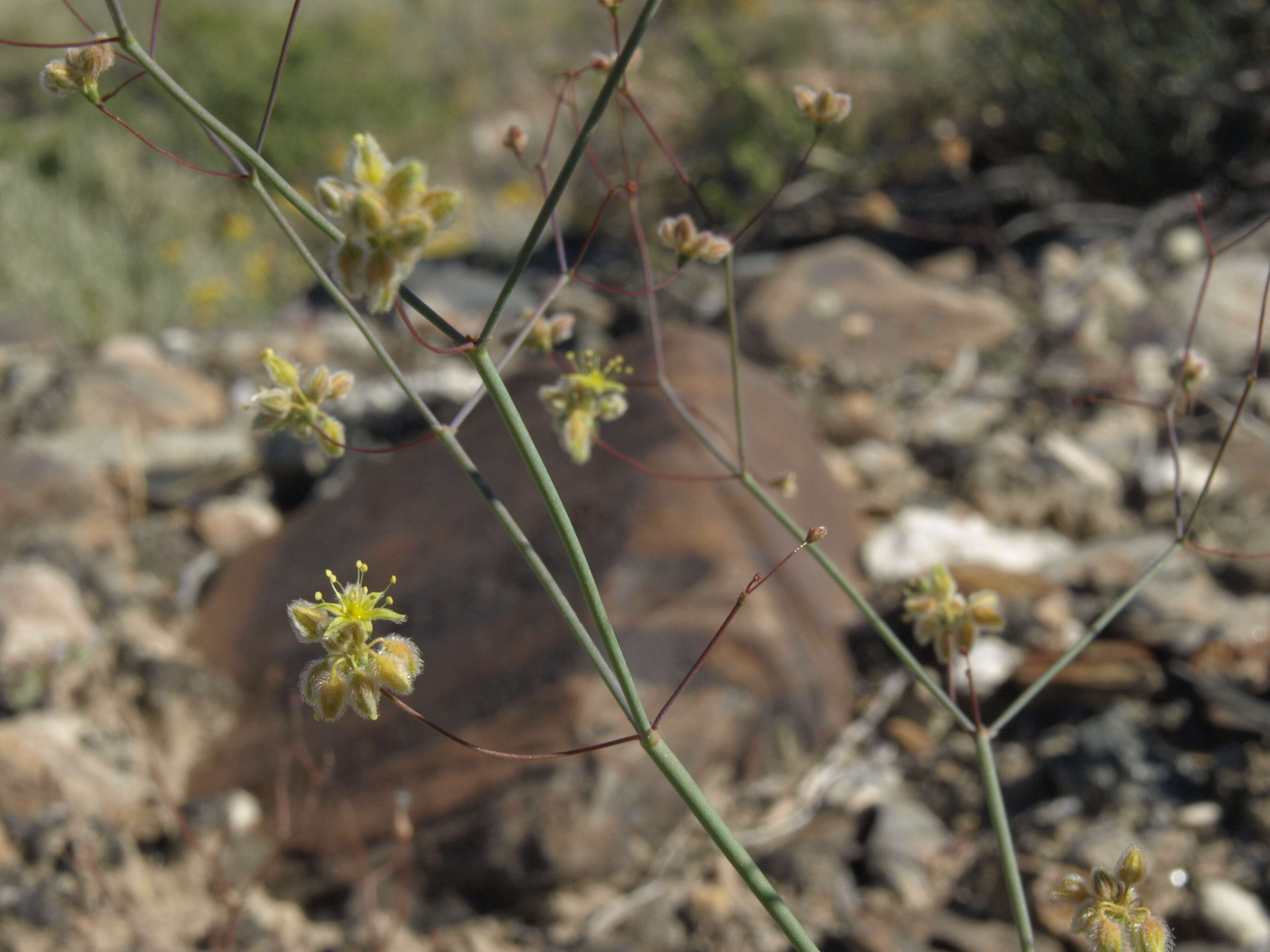 Imagem de Eriogonum inflatum Torr.